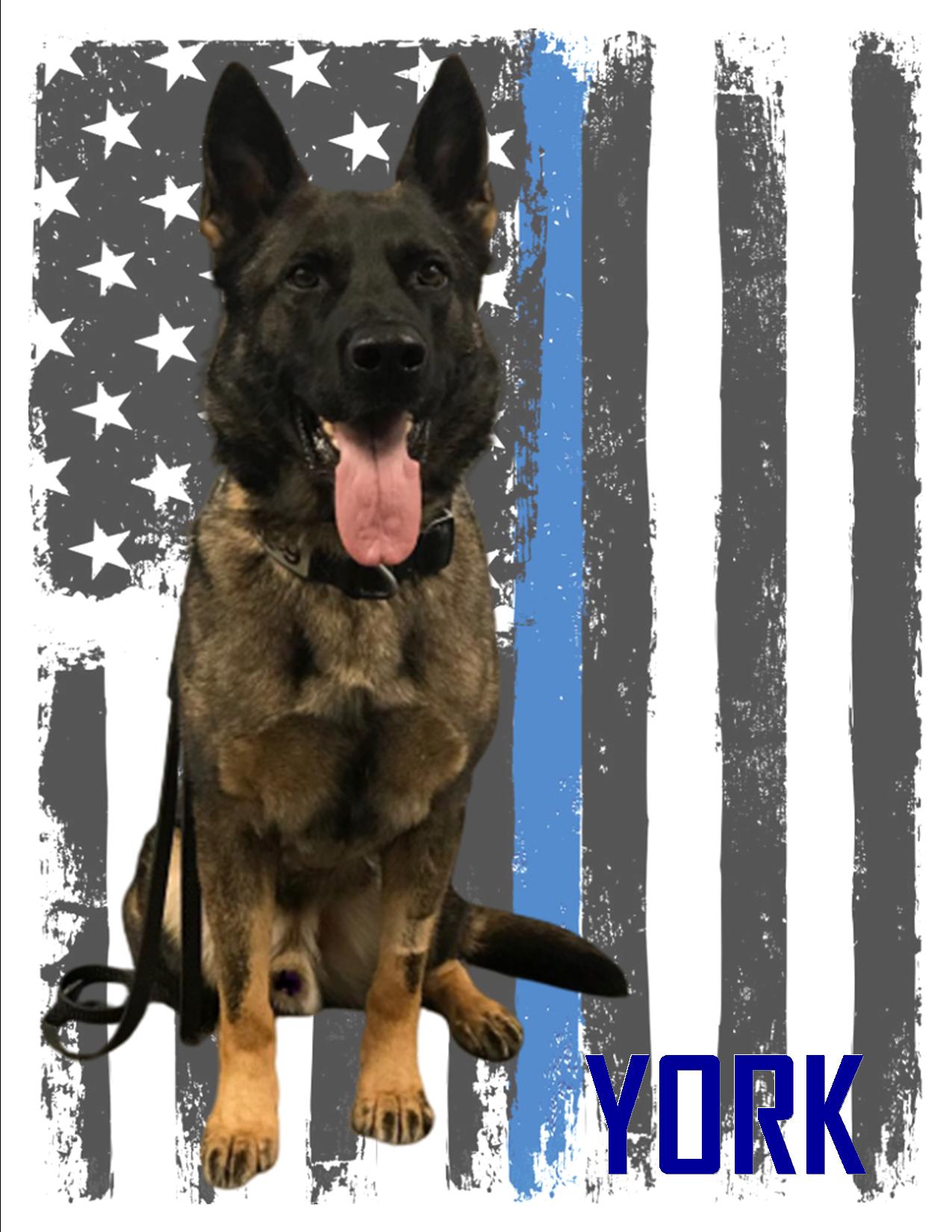 K9 YORK